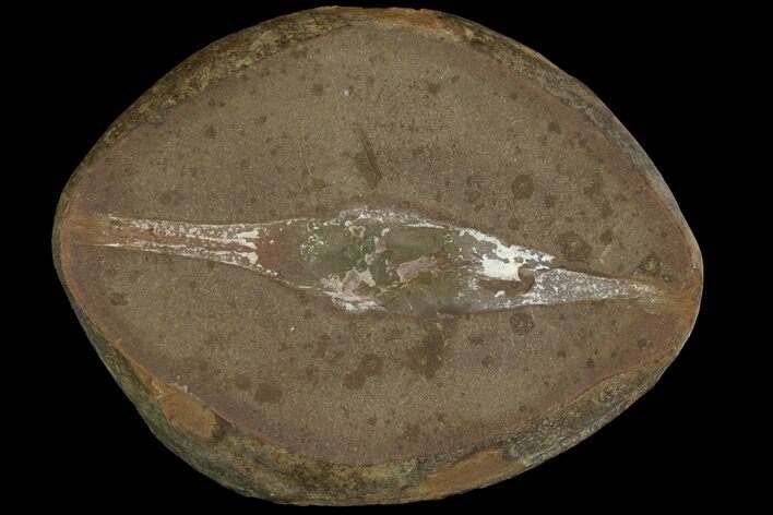 Fossil Shark (Palaeoxyris) Egg Capsule - Mazon Creek #113200